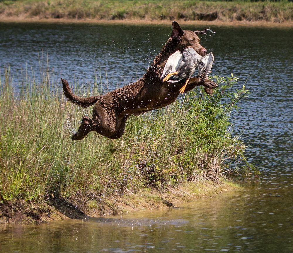 The Premier Waterfowl Dog